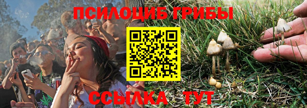 Псилоцибиновые грибы Psilocybe Джанкой